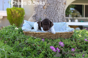 Photo №2 to announcement № 158387 for the sale of poodle (royal) - buy in Denmark private announcement