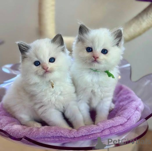 Photo №1. ragdoll - for sale in the city of Bad Wildungen | 361$ | Announcement № 160409