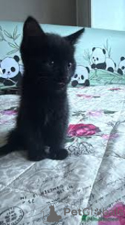 Photo №2 to announcement № 163819 for the sale of bombay cat - buy in Austria private announcement, breeder