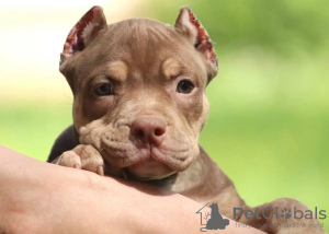 Photo №1. american bully - for sale in the city of Warsaw | 1186$ | Announcement № 116994