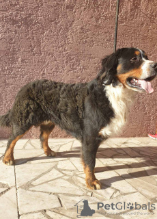 Photo №2 to announcement № 17936 for the sale of bernese mountain dog - buy in Russian Federation private announcement