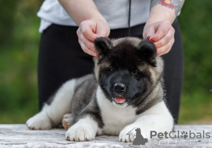 Photo №2 to announcement № 121052 for the sale of american akita - buy in Russian Federation from nursery, breeder