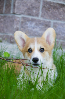 Photo №1. welsh corgi - for sale in the city of Москва | 536$ | Announcement № 2535