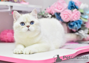 Photo №2 to announcement № 36927 for the sale of british shorthair - buy in Ukraine from nursery, breeder