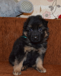 Photo №1. german shepherd - for sale in the city of Voronezh | negotiated | Announcement № 4251