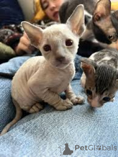 Photo №3. Cornish Rex-Kätzchen zu verkaufen. Finland