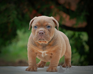 Photo №4. I will sell american bully in the city of Москва. from nursery - price - 1041$