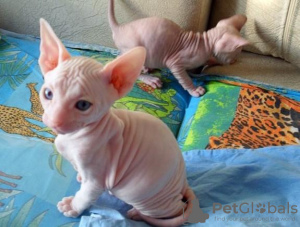 Photo №1. sphynx cat - for sale in the city of Дортмунд | 370$ | Announcement № 112431