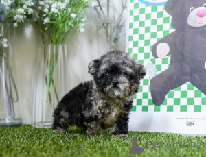 Photo №4. I will sell maltese dog in the city of Michigan City. breeder - price - negotiated