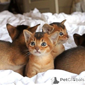 Photo №1. abyssinian cat - for sale in the city of PFORZHEIM | 329$ | Announcement № 149707