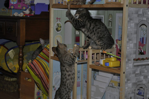Photo №2 to announcement № 13789 for the sale of savannah cat - buy in Serbia private announcement