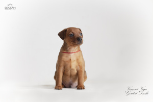 Photo №2 to announcement № 6102 for the sale of miniature pinscher - buy in Belarus from nursery