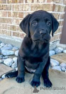 Photo №3. Preciosos cachorros de Labrador Retriever en venta. Spain