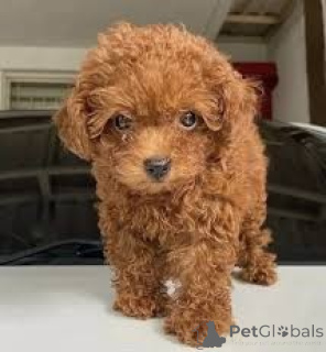 Photo №1. poodle (toy) - for sale in the city of Paris | 723$ | Announcement № 166738