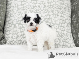 Photo №1. labradoodle - for sale in the city of Capri | negotiated | Announcement № 155610