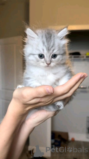 Photo №4. I will sell european shorthair in the city of Berlin. breeder - price - 941$