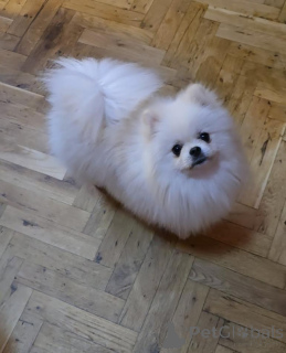 Photo №2 to announcement № 141366 for the sale of pomeranian - buy in Serbia breeder
