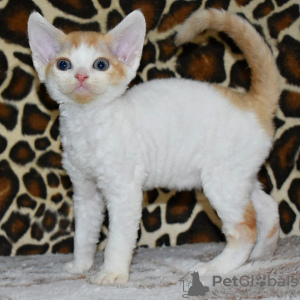 Photo №1. devon rex - for sale in the city of Brussels | 264$ | Announcement № 120722