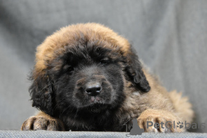 Photo №4. I will sell non-pedigree dogs in the city of Minsk. from nursery, breeder - price - 1321$