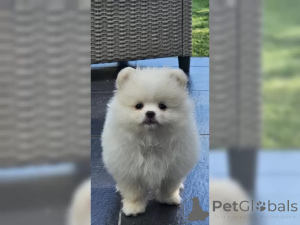 Photo №3. Purebred Pomeranian/Dwarfspitz with ancestry table. Germany