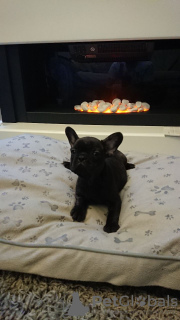 Photo №4. I will sell french bulldog in the city of Aschaffenburg. private announcement - price - 423$