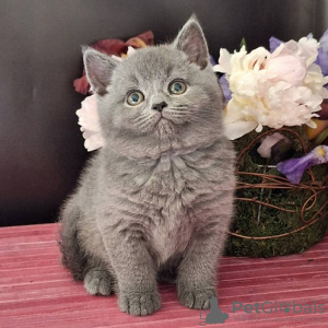 Photo №1. british shorthair - for sale in the city of Prague | negotiated | Announcement № 106483