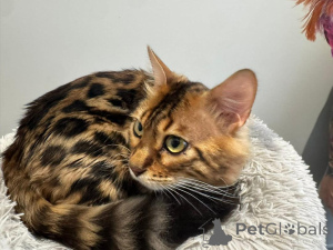 Photo №2 to announcement № 153397 for the sale of bengal cat - buy in Austria private announcement