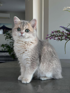 Photo №2 to announcement № 166818 for the sale of chinchilla cat - buy in Germany breeder