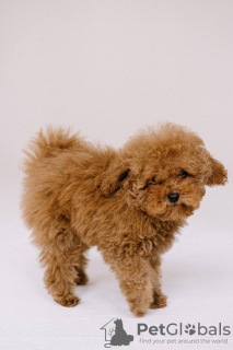 Photo №1. poodle (toy) - for sale in the city of Prague | 1902$ | Announcement № 44595