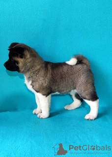 Photo №4. I will sell akita in the city of Leskovac. private announcement - price - negotiated