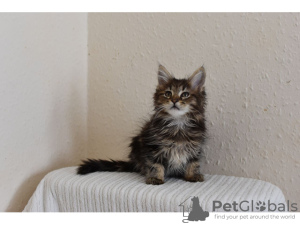 Photo №1. maine coon - for sale in the city of Firnanah | negotiated | Announcement № 10008