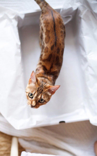 Photo №1. bengal cat - for sale in the city of Москва | 161$ | Announcement № 2179