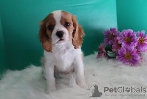 Photo №1. cavalier king charles spaniel - for sale in the city of Дублин | Is free | Announcement № 124158