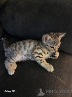 Photo №1. bengal cat - for sale in the city of Uppsala | 706$ | Announcement № 153201