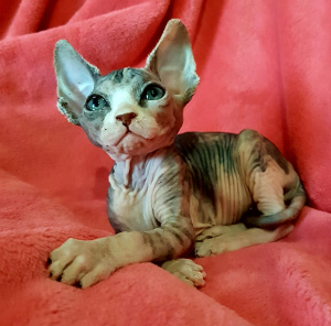 Photo №2 to announcement № 4169 for the sale of sphynx-katze - buy in Ukraine from nursery