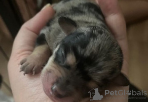 Photo №2 to announcement № 130374 for the sale of chow chow - buy in Germany private announcement