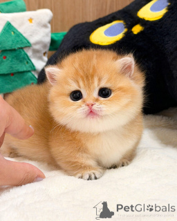 Photo №2 to announcement № 165877 for the sale of british shorthair - buy in Germany breeder