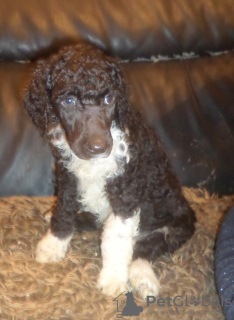 Photo №1. poodle (royal) - for sale in the city of Jodoigne | 2272$ | Announcement № 126815