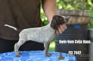 Photo №2 to announcement № 23959 for the sale of german shorthaired pointer - buy in Serbia breeder