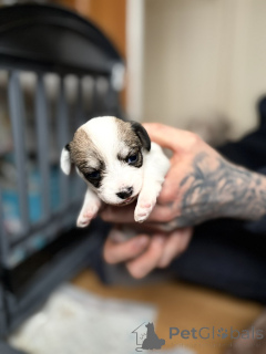 Photo №2 to announcement № 163984 for the sale of maltipu - buy in United States private announcement