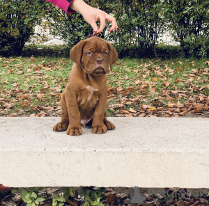 Photo №2 to announcement № 8071 for the sale of dogue de bordeaux - buy in Hungary breeder