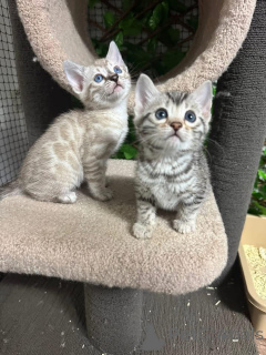 Photo №2 to announcement № 152759 for the sale of bengal cat - buy in Switzerland private announcement