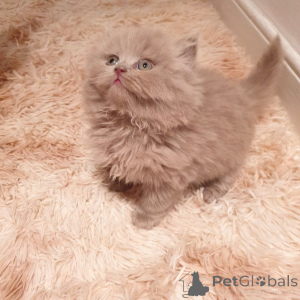 Photo №3. Registered Pedigree British Shorthair. Germany