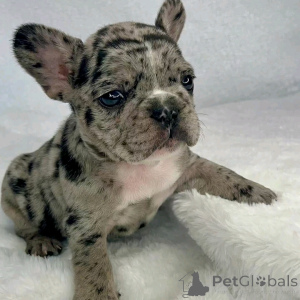 Photo №1. french bulldog - for sale in the city of Флорида Сити | 1500$ | Announcement № 138959