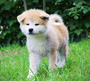 Photo №3. Japanese Akita Inu Hachiko puppies. Ukraine