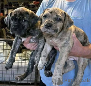 Photo №2 to announcement № 173408 for the sale of cane corso - buy in Denmark private announcement, breeder