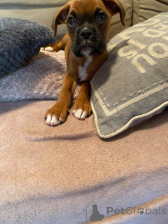 Photo №3. boxer puppies. Belgium
