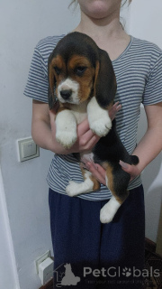 Photo №3. Puppies for sale 4 girls and 4 boys. Germany