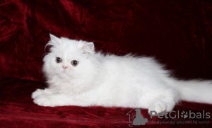 Photo №1. persian cat - for sale in the city of Krivoy Rog | 138$ | Announcement № 53075
