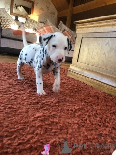 Photo №2 to announcement № 30186 for the sale of dalmatian dog - buy in Germany private announcement